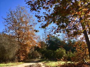 Aliso Viejo's Incredible Senior Movers 3 aliso viejo liso creek trail and woods canyons wilderness park