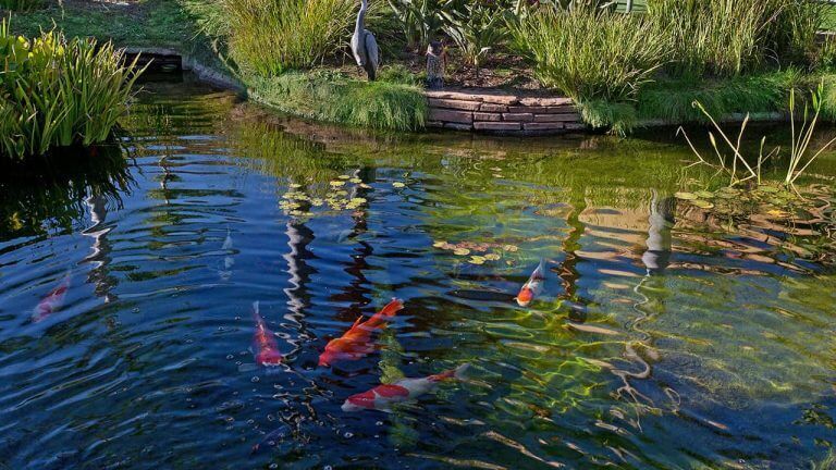 Encinitas Senior Moving Experts 7 The KOI at Seacrest Village
